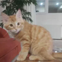 بچه گربه پرشین میکس ماده