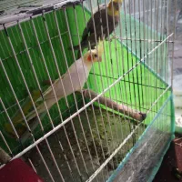 یک جفت عروس هلندی