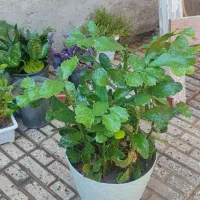 گل های خانگی|گل و گیاه طبیعی|اهر, |دیوار