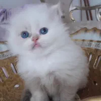 گربه پرشین|گربه|چوبر, |دیوار