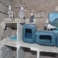 طوقی|پرنده|کنگاور, |دیوار