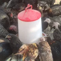 ۲۰ عدمرغ قلم سبز آماده تخم گذاری|حیوانات مزرعه|شاهدشهر, |دیوار