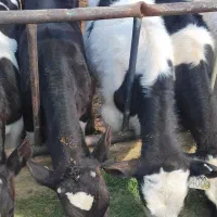 گوساله هولشتاین صنعتی