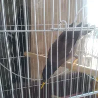 مرغ مینا سخنگو