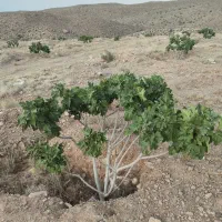 ملک انجیر منطقه خیر مبارک آباد