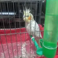 عروس هلندی ماده