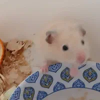 همستر برا فروش|موش و خرگوش|اهواز, کمپلو جنوبی|دیوار