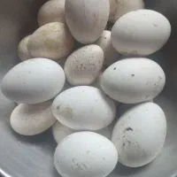 تخم بوقلمون و تخم غاز تازه و نطفه دار