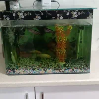 آکواریوم شیشه خم