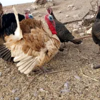 بوقلمون محلی