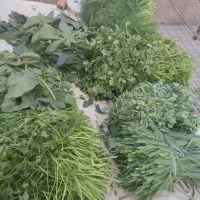 شوید و شنبلیله خشک