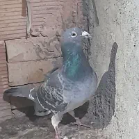 گرفتنی سبز نر