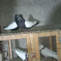 جفت بچ سینه ای|پرنده|شوشتر, |دیوار