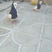 کبوتر طوق سیاه