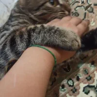 گربه ملوس|گربه|اسلامشهر, مطهری|دیوار