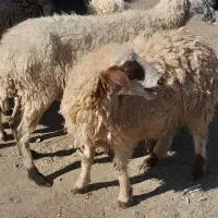 بره ماده کاورر چاق کهره بزه|حیوانات مزرعه|جیرفت, |دیوار