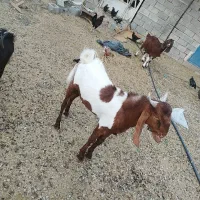 دو عدد کهره نر