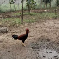 خروس لاری .جوجه روسی