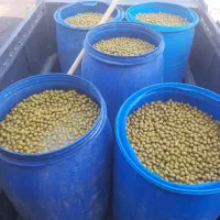 پخش عمده  زیتون در سراسر کشور|عمده‌فروشی|منجیل, |دیوار