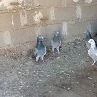 کبوتر|پرنده|دلند, |دیوار