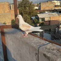 کبوتر دوبال|پرنده|دلند, |دیوار