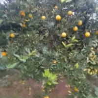 پرتقال تامسون درجه یک