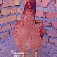 مرغ سندی اصل