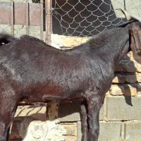 کل پاکستانی