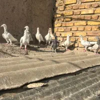 سفیدخطی|پرنده|اقبالیه, |دیوار