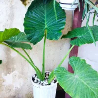 گل های زینتی|گل و گیاه طبیعی|رضوانشهر, |دیوار