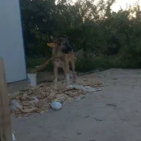 سگسرابینژاددار۱۱ماهههیکلی