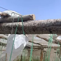 فروش چوب گلخانه (کبوده)|عمده‌فروشی|فلاورجان, |دیوار