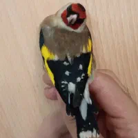 سهره صحرایی درجه یک نر|پرنده|همدان, |دیوار