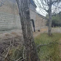 درخت خرید و برش درختان خشگ|خدمات باغبانی و درختکاری|محمدشهر, محمدشهر|دیوار