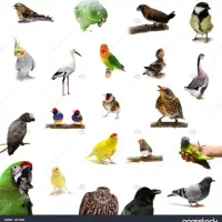 دارو،ویتامین،مشاوره پرندگان