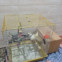 عروس هلندی نر وماده