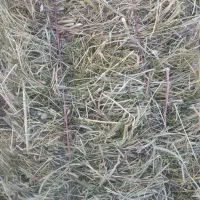 یونجه مخلوط