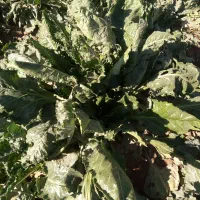 چقندر قندی|خدمات باغبانی و درختکاری|فیروزه, |دیوار