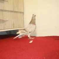 کبوتر پلاکی  مسافتی صحرای .قوره ای روشن|پرنده|سنندج, |دیوار