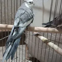 عروس هلندی آلبینو ووایت|پرنده|شهریار, شهرک امیریه|دیوار