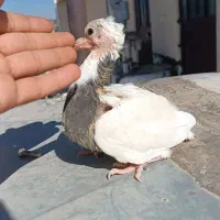 کفتر یا کبوتر|پرنده|محمدشهر, یزدیها|دیوار