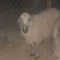 بره|حیوانات مزرعه|سیرجان, |دیوار