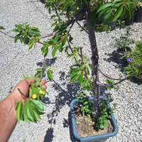 میوه بزرگ تنومند روتبال سطلی پایان کار