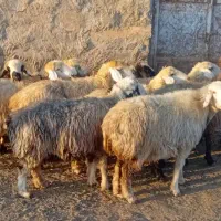 فروش میش داشتی|حیوانات مزرعه|سمیرم, |دیوار