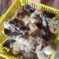 جوجه گلپایگانی