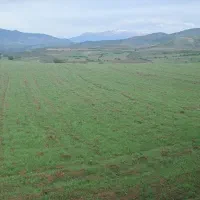 یک قطعه زمین زاراعی|فروش دفتر صنعتی، کشاورزی، تجاری|دیلمان, |دیوار