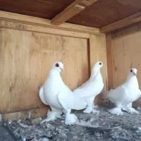 کبوتر‌لوطی‌قرمز‌گوز