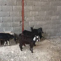 فروش کهره ماده کنگان