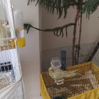 فروش عروس هلندی (لوتینو)|پرنده|ساوه, |دیوار