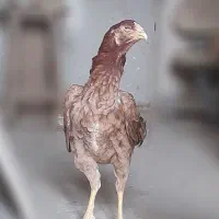 خروس و مرغ لاری